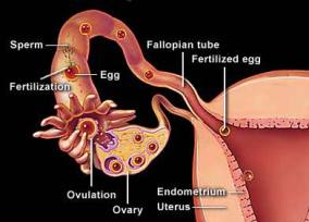 premature ovarian failure