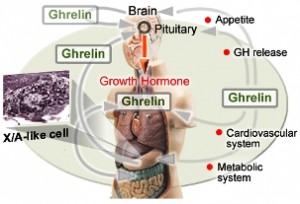 Ghrelin levels and diabetes