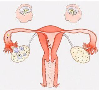 Female Reproductive Cycle