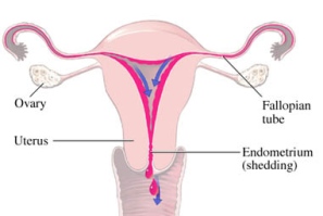 Amenorrhea Causes and Effects