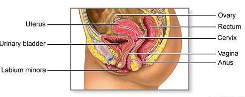 Anatomy-and-Physiology-of-the-Female-Reproductive-Organ-Explained