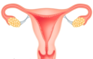 Signs-and-Symptoms-of-Fibroids-in-Uterus