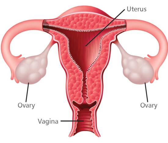 myths about ovarian cancer