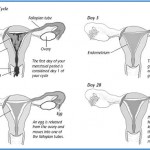 menstruation-cycle