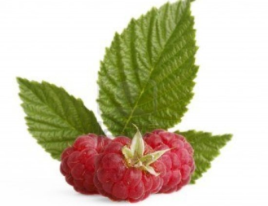 raspberry leaves herbal tea